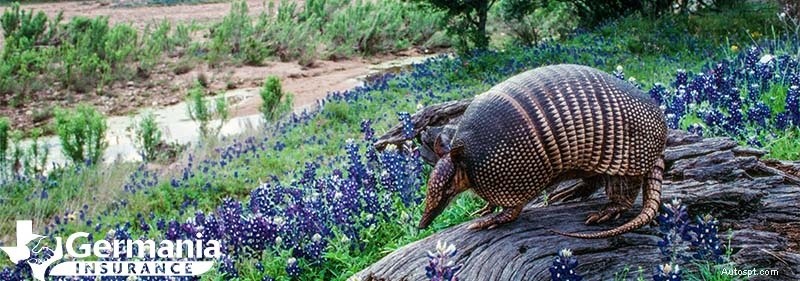20 Texas State-symboler som alla texaner måste känna till 