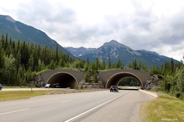 Wildlife Crossings kritiska roll i trafiksäkerheten i USA 