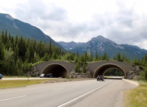 Wildlife Crossings kritiska roll i trafiksäkerheten i USA 